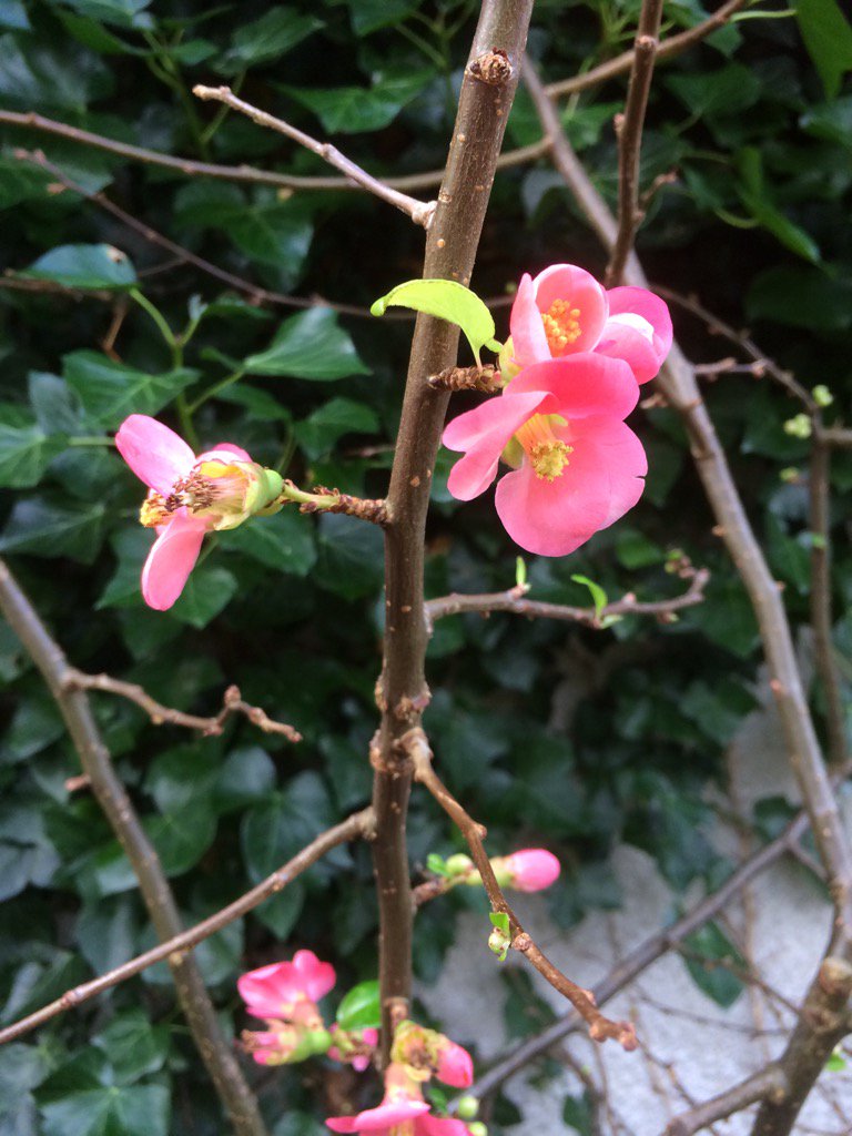 badgerforest's tweet image. Beautiful blossom in the garden already #notspringyet