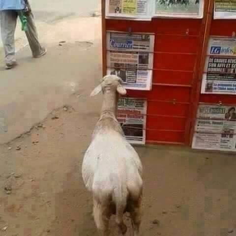 omonlakiki's tweet photo. Even some goats who ate up our yams are now born again, pointing out unrepentant #WailingWailers #Falae #Metuh https://t.co/QOw2R7DNa0