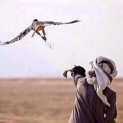 في شموخي عز ما مثله شموخ
وفي عيوني حدة الموس الرفيع
وفي ثباتي وارثه وقفة ملوك
لا أميل .. ولا اطيح .. ولا أطيع .•°○●