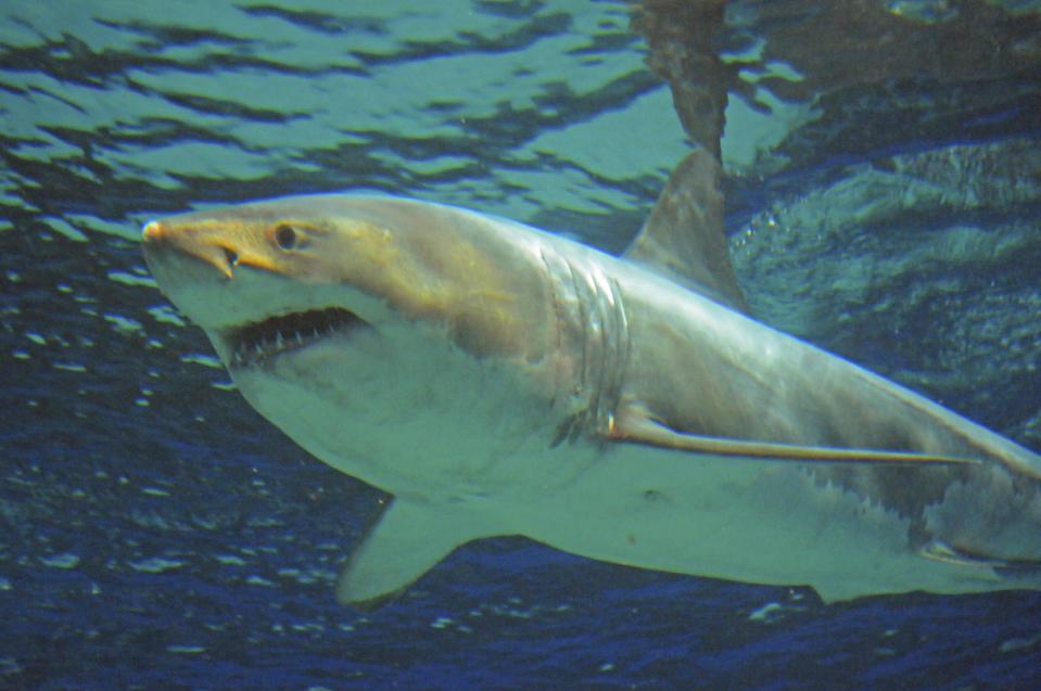 SharkNewz's tweet image. Why do they keep trying it.....Great white shark dies after 3 days in Japanese aquarium yhoo.it/1kROB3k