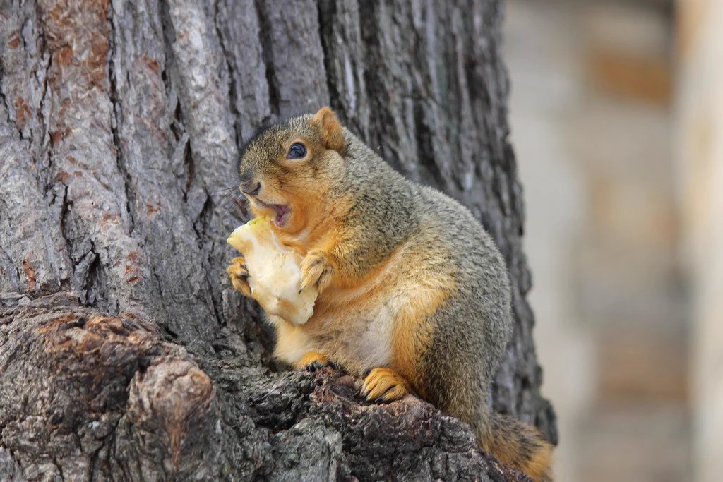 何これカワイイ♥お太リスが続出してますｗｗｗ