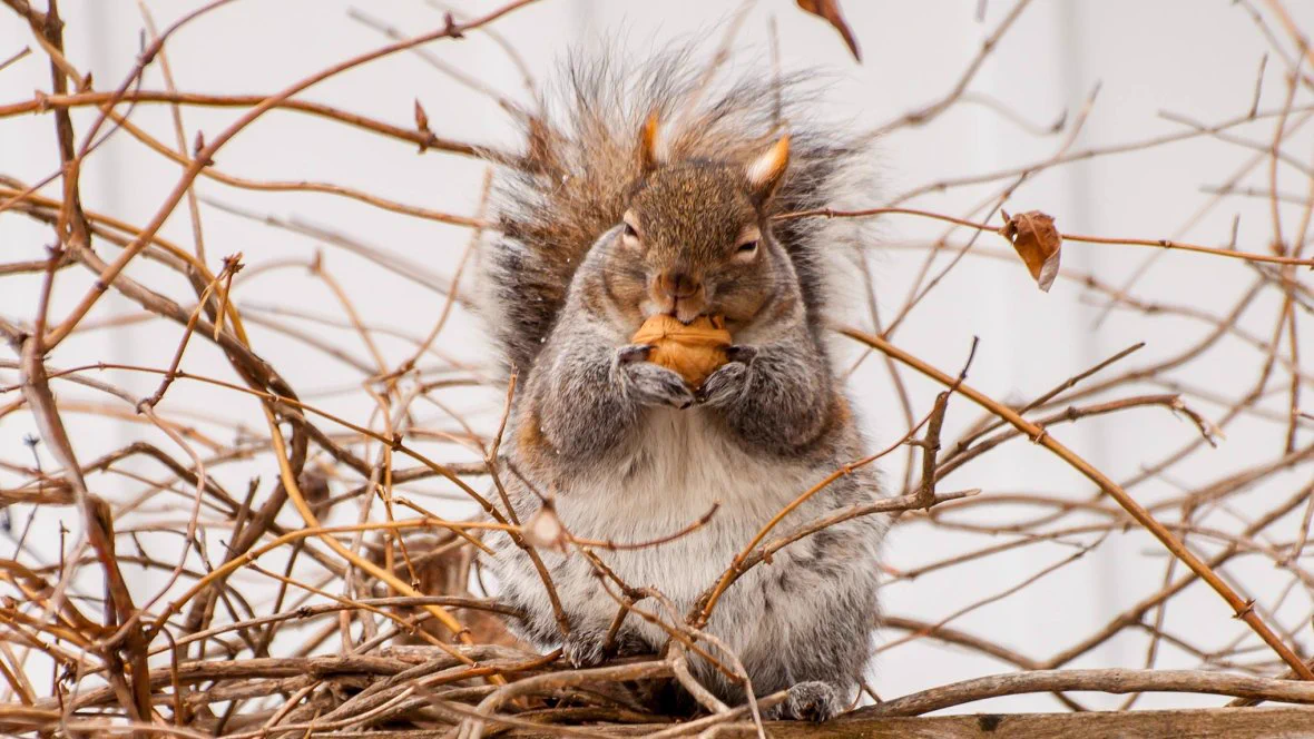 何これカワイイ♥お太リスが続出してますｗｗｗ