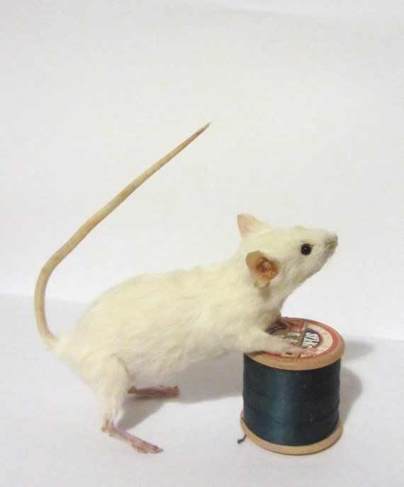 CuriousInfo's tweet photo. New Year, New Hobby! 
Mouse taxidermy class Saturday 23rd Jan - just 3 places! 
https://t.co/wYMSguE7pF https://t.co/AOM2wSInE8