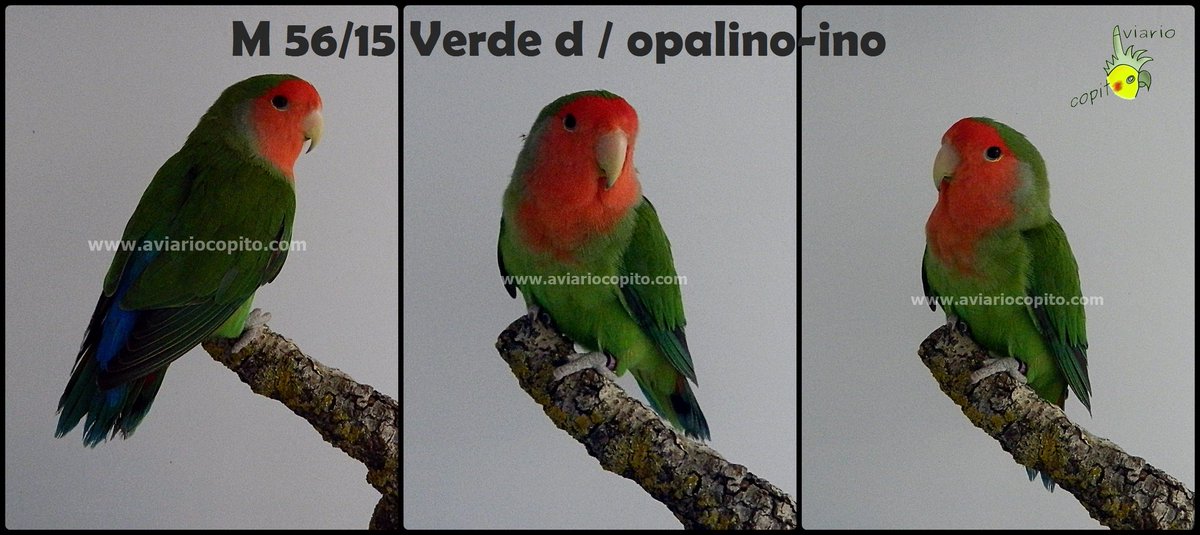AviarioCopito's tweet photo. Disponibles tres machos long feather. Dos, medalla en el Campeonato Ornitológico de España 2.015 (Jaén y Talavera). https://t.co/z0yBcQvneU