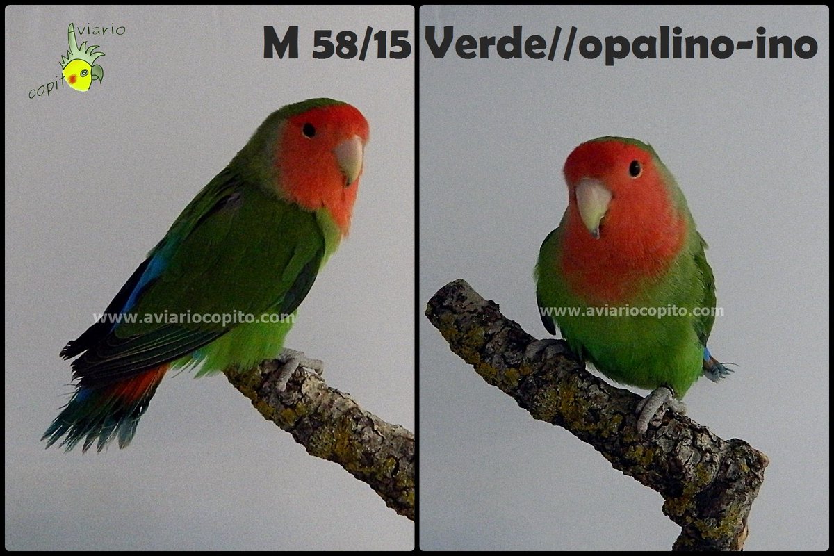 AviarioCopito's tweet photo. Disponibles tres machos long feather. Dos, medalla en el Campeonato Ornitológico de España 2.015 (Jaén y Talavera). https://t.co/z0yBcQvneU