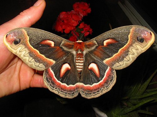 セクロピアサン】 北米最大種で白と赤みのある帯をもつ。後翅中央には