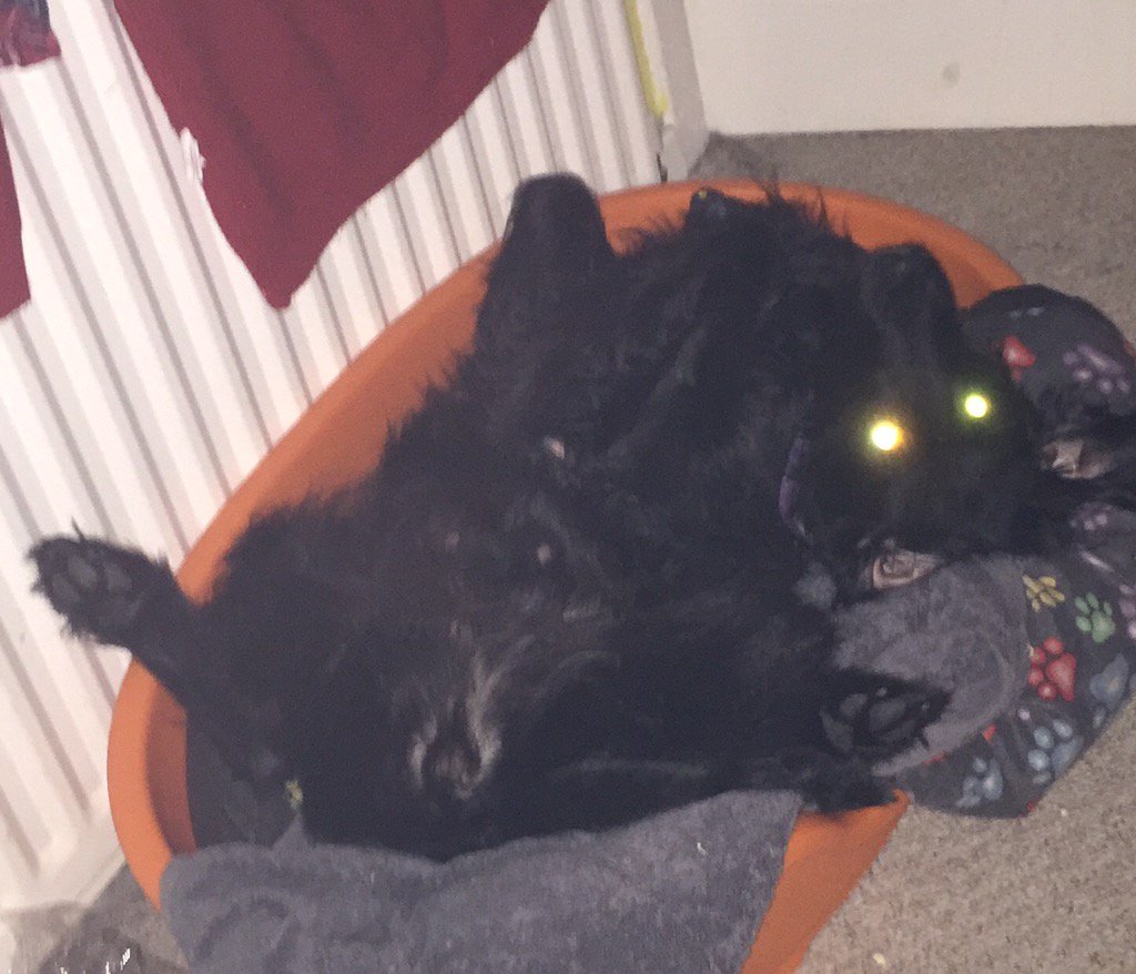 My daft owners have called me treacle please save me #Jeremy
