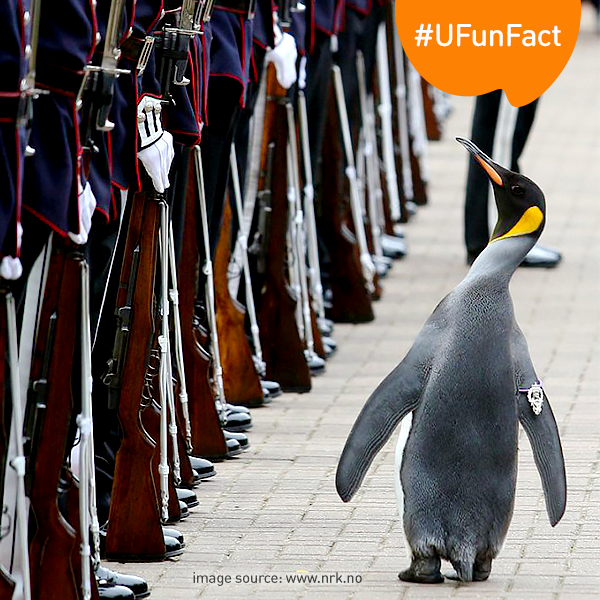 umobile's tweet photo. #DidUKnow: ‘Sir Nils Olav’ is a penguin that was officially knighted in 2008! #UFunFact https://t.co/gLpOGu7NXh https://t.co/wP3CgmSU54