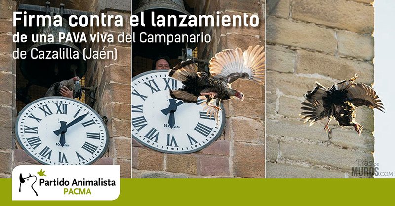 PartidoPACMA's tweet photo. ¡FIRMA! Contra el cruel lanzamiento de una pava desde un campanario en Cazalilla (Jaén) https://t.co/Xztx6IfzGw https://t.co/m8CA801oDq
