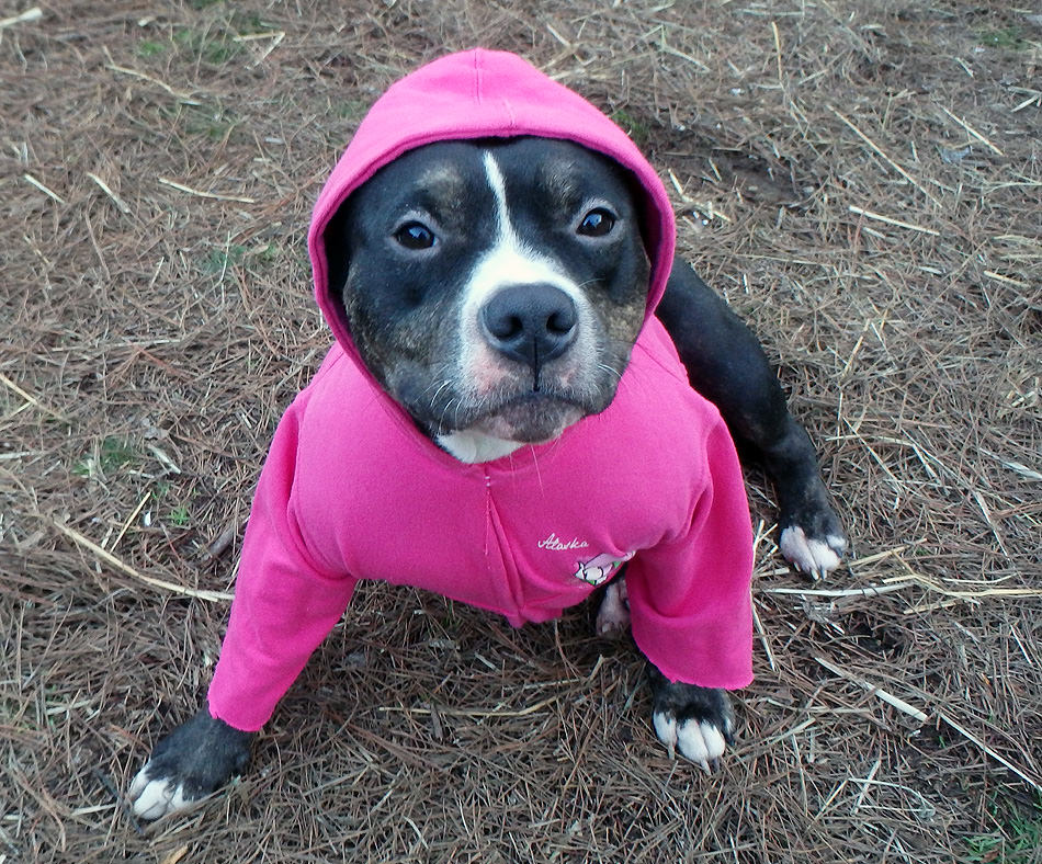 HardRockBullys's tweet image. HardRockBullys.com 
LADEE WOR BLACK is wearing pink!