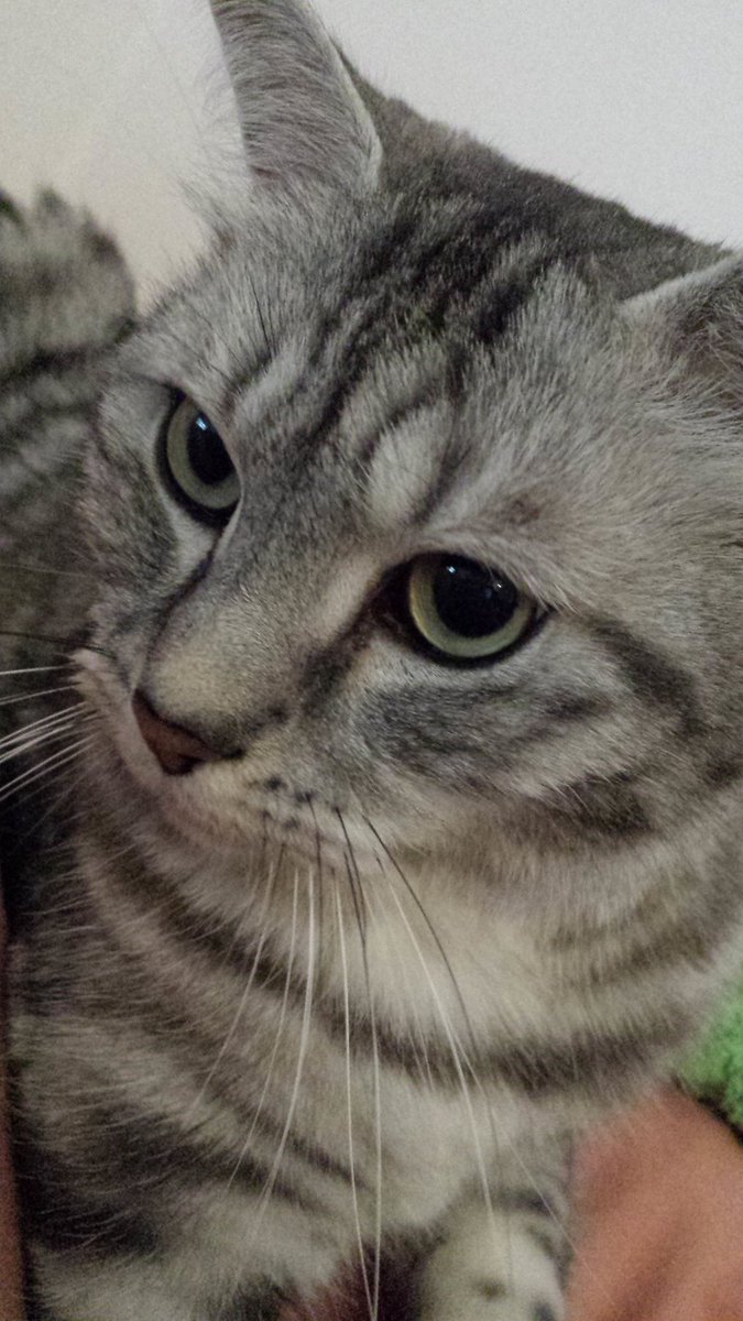 Awww_Pets's tweet photo. https://t.co/tReV1AdHRb
