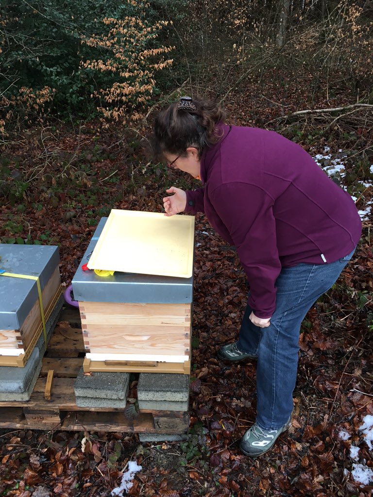 LernChance's tweet photo. #LernChance #Hobby - #Bienen + #Varroa Milben Kontrolle. Immer wieder spannend. https://t.co/9oUuRtoBbx