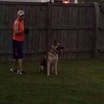 SteelNerveDog's tweet photo. #Training my #PureBred #GermanShepherd for #dogcompetitions and #dogshows https://t.co/Op1Zmhhf5G