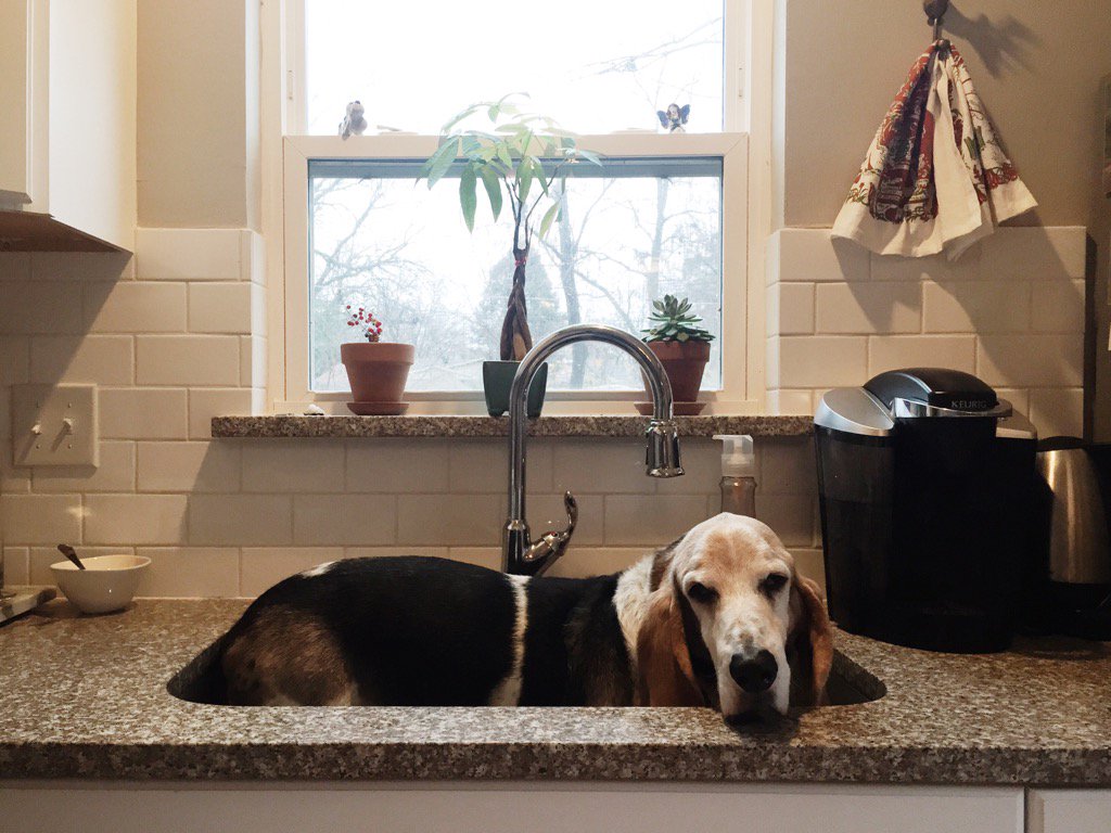 Kimidawn24's tweet photo. @dog_rates Meet Henry https://t.co/uemLfF56CO