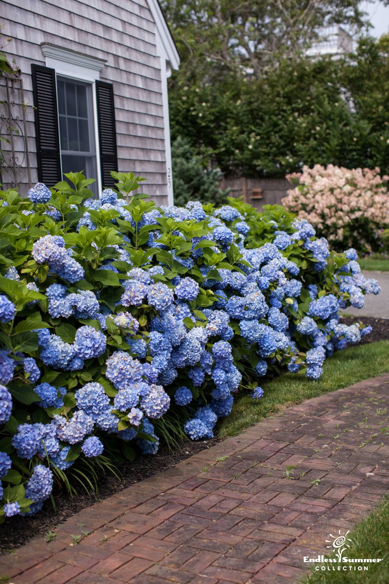 ESHydrangeas's tweet photo. #fbf to the warmer #summer days on #CapeCod. #hydrangea #garden #winterblues #EndlessSummerHydrangea https://t.co/aSp1SdB558