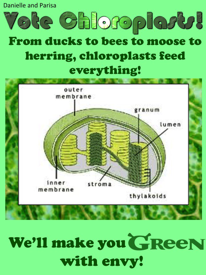 chloroplastics's tweet photo. From ducks to bees to moose to herring, chloroplasts feed everything! Vote chloroplasts! #cellection16g https://t.co/F4Ge4QO0xp