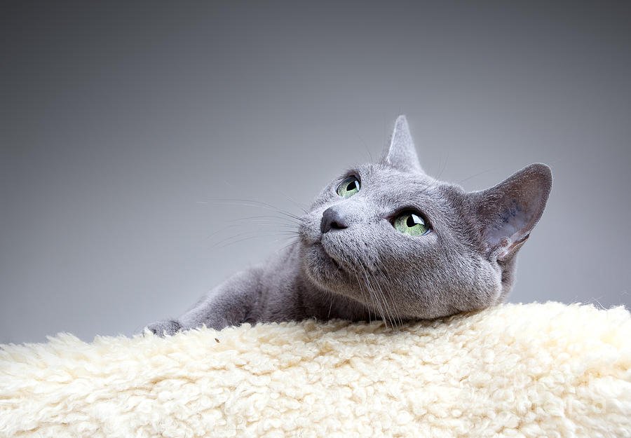 MiauCafe's tweet photo. Ser o no ser... ese es el dilema #GatoAzulRuso #BuenViernes #CatLovers https://t.co/DAYzxvbqiX