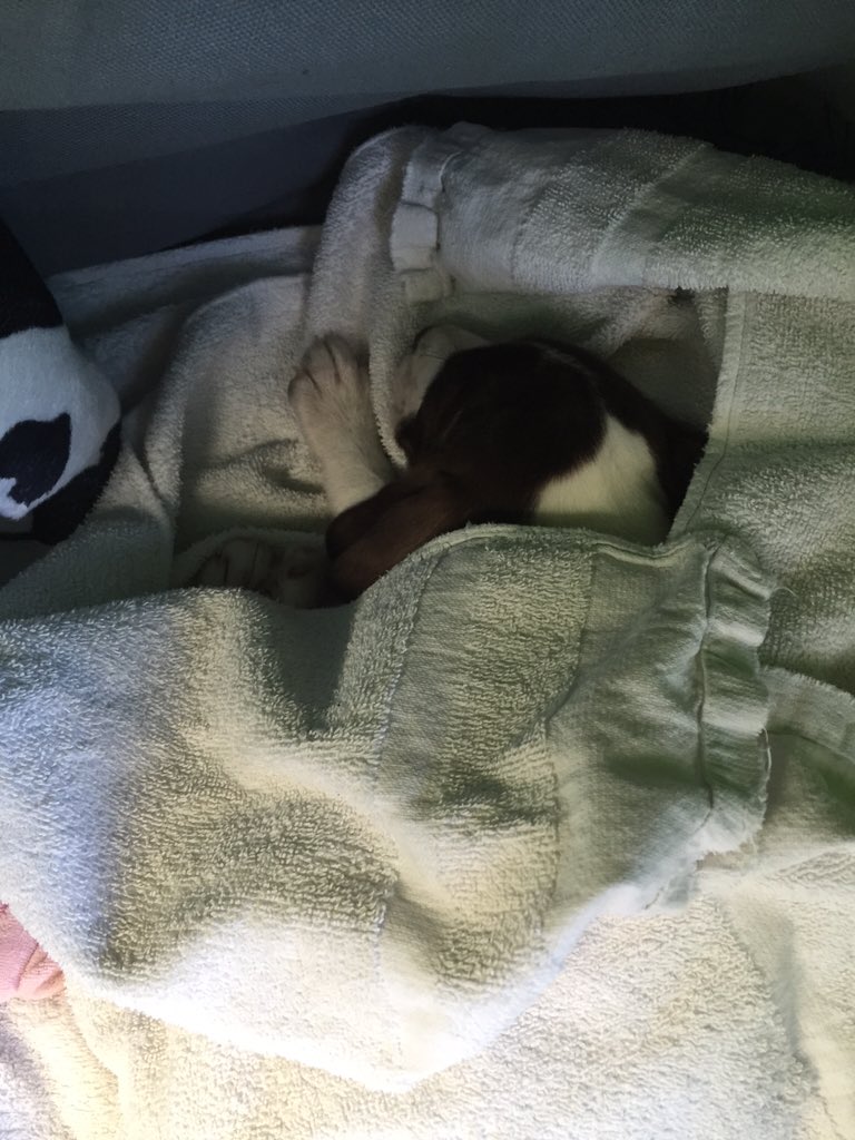 GewoonDaarom's tweet photo. Onze nieuwe #baby #pip waar we al 6 nachten heel druk mee zijn #puppy #love https://t.co/k0TCeXH6WJ