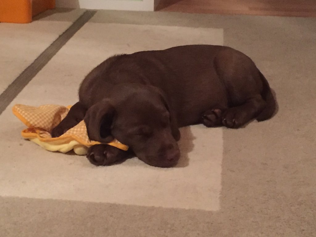 TobinatorLP's tweet image. Schnuffeltuch 👌