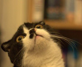 Kit The Cat tweet media