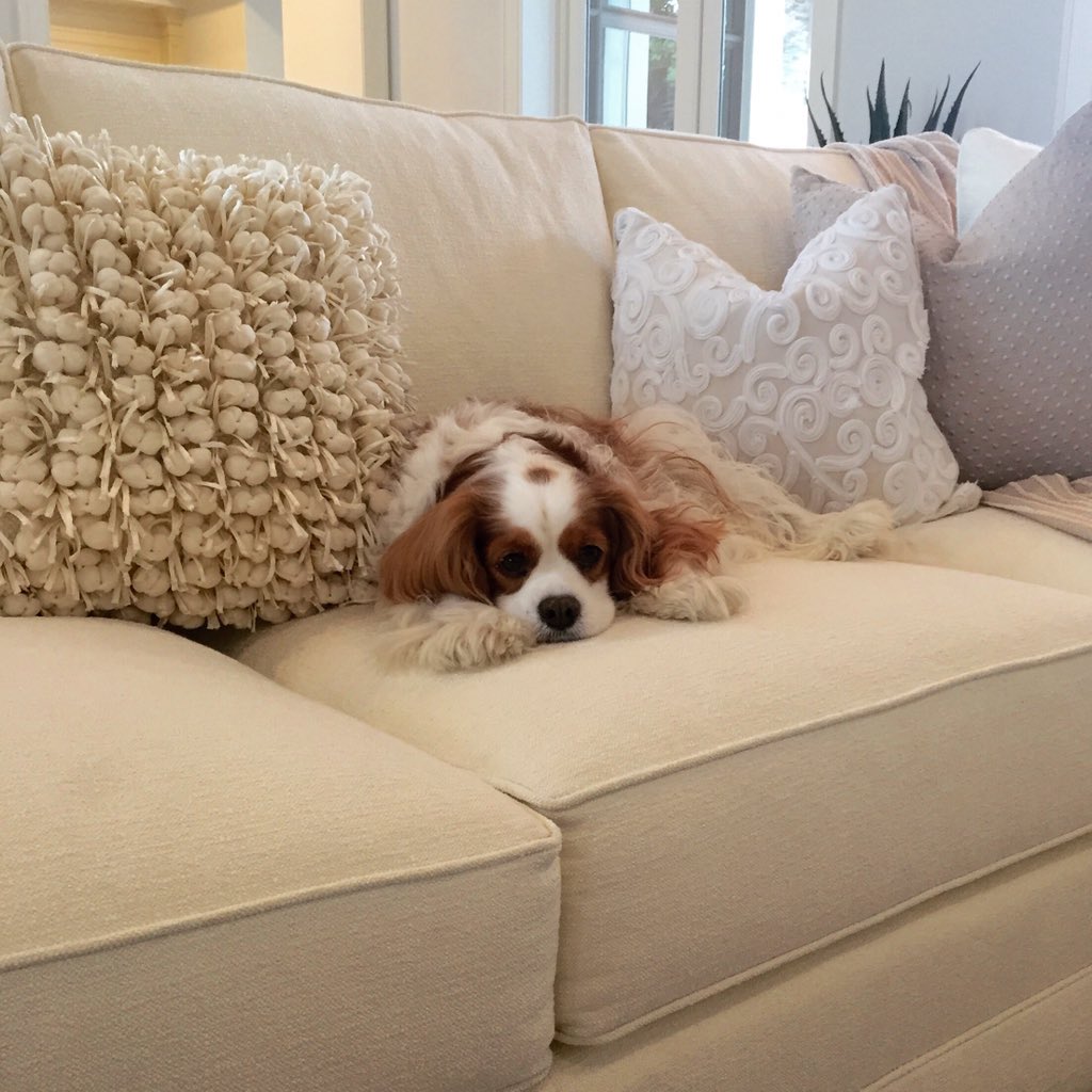 CalusaBayNaples's tweet photo. Maggie is camera ready for our photoshoot at Ridgewood Drive today! #NaplesRealEstate #InteriorDesign #CBDesign https://t.co/SqRDVJhY87
