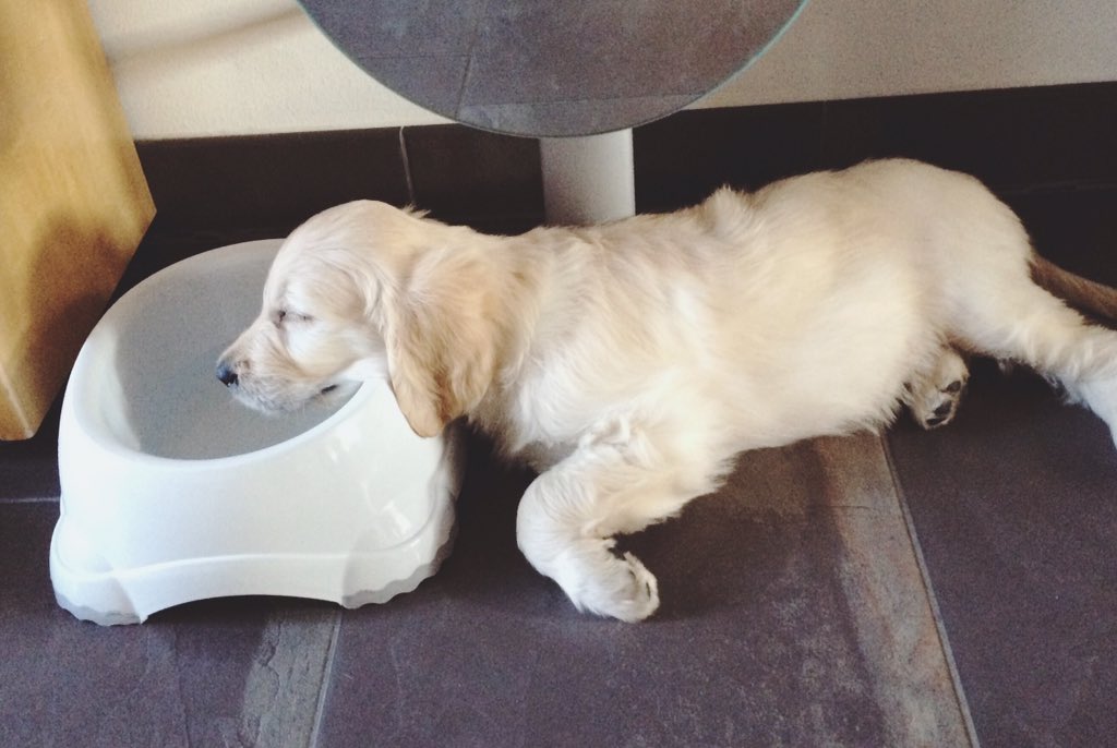 niklasdr_'s tweet photo. Das Problem, wenn man durstig ist, aber die Müdigkeit überwiegt 💤 #sleepwell #GoldenDoodle https://t.co/EacTOaZGhf
