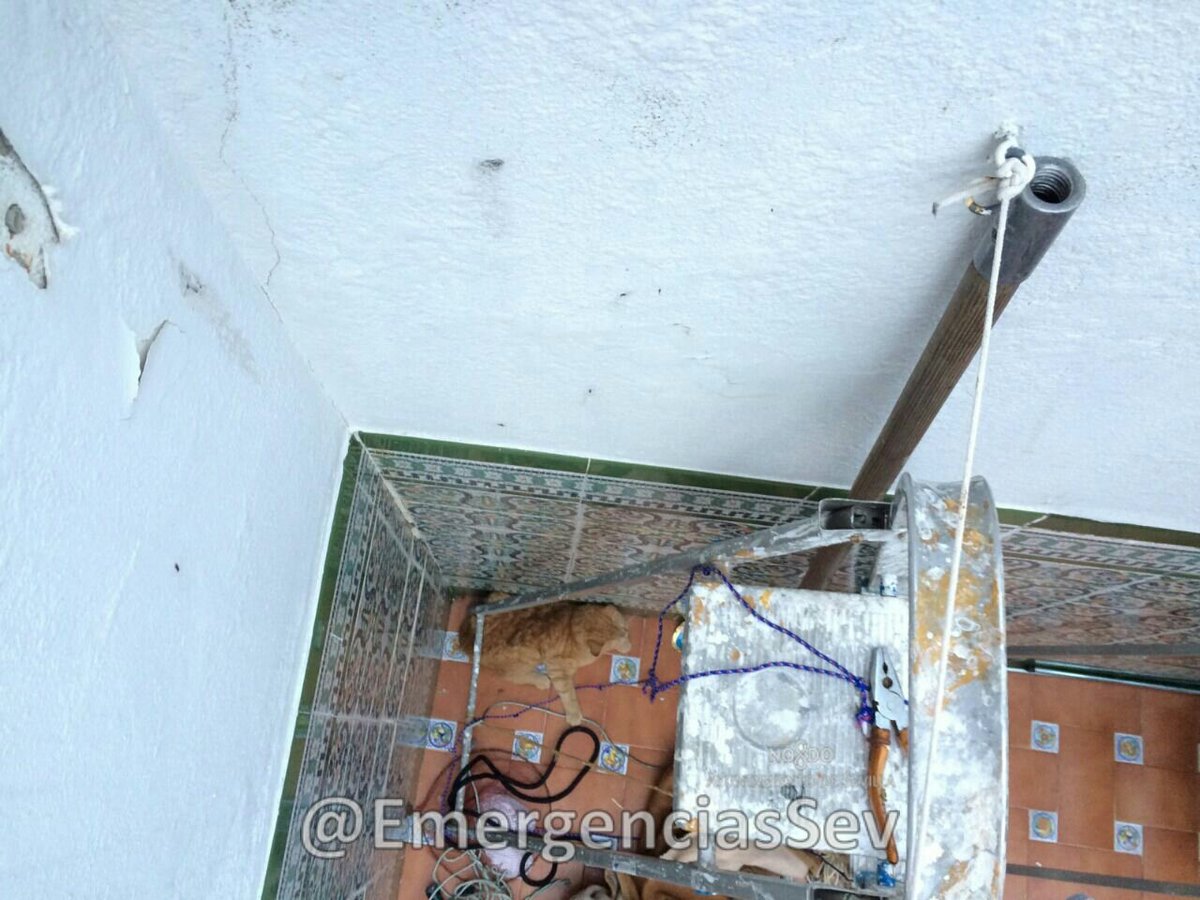 EmergenciasSev's tweet photo. #EmergenciasSev | #Bomberos rescata gato caído en un patio entre dos casas
#Sevillahoy  Este
Recupera zoosanitario https://t.co/uSR5pFmBOQ