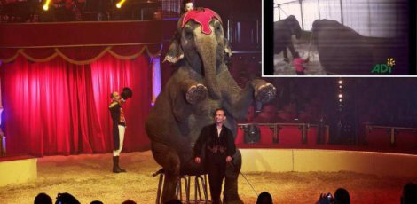 lessentiel's tweet image. La vidéo qui embarrasse le #cirqueBouglione #Choquant lessentiel.lu/fr/news/grande…