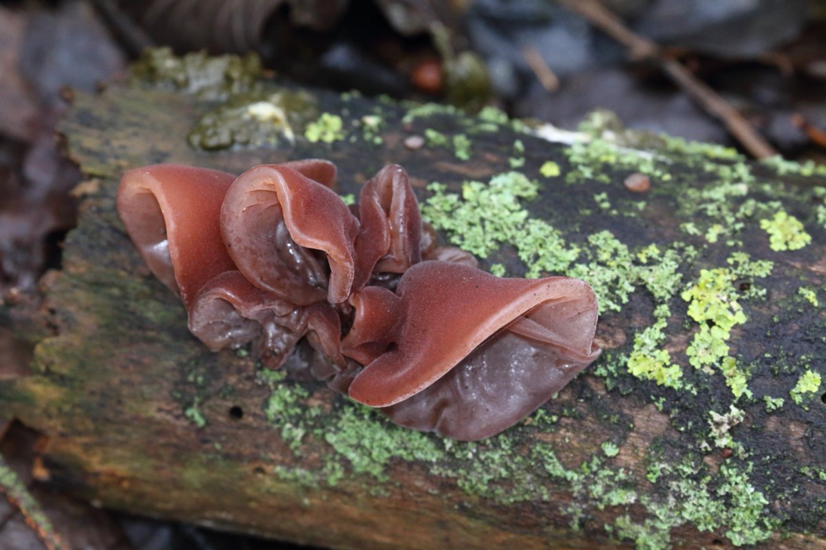 #Auriculariaauriculajudae #jellyearfungus still lots of this in the woods