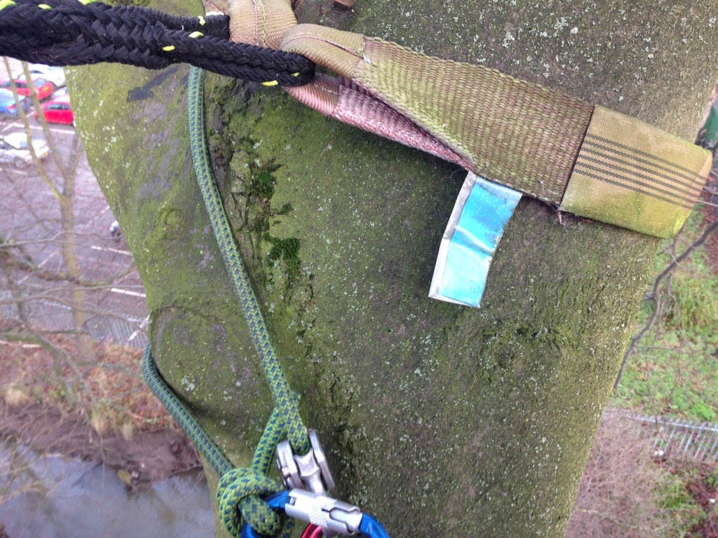 jmjw_jon's tweet photo. Spent most of the day 'deadwooding', inspecting and removing cable bracing from some nice big beech trees! https://t.co/0mPqHIm5Pw