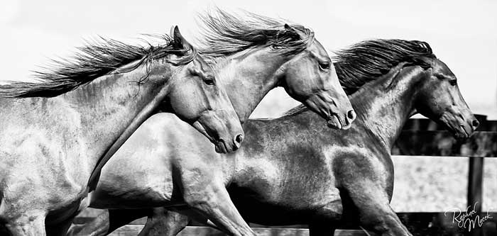 Brothers... the #art and #photography of <a href="/MacekRaphael/">Raphael Macek</a>  #photo #equestrian #horse #iloveequestrian