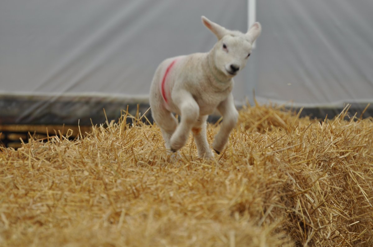 EastonOtley Farms tweet media