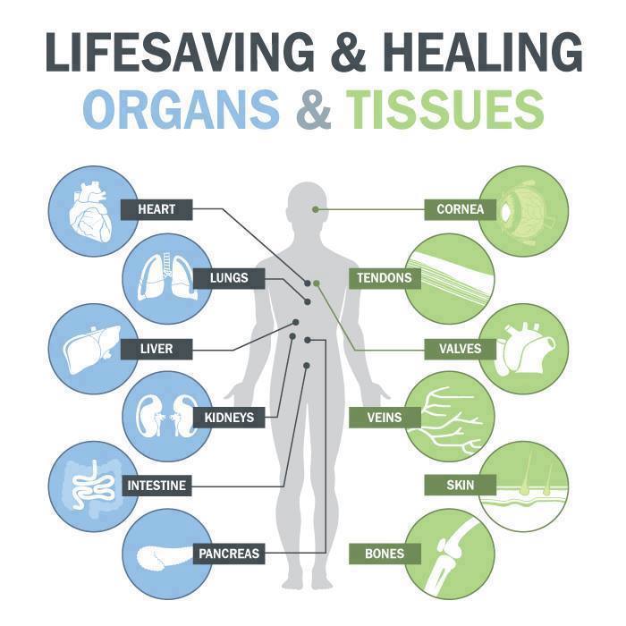 What Organs Can You Live Without And Donate