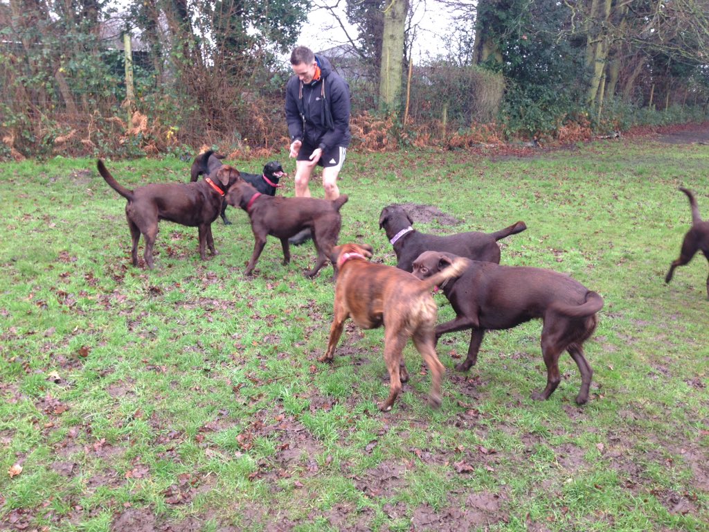 fpwalks's tweet image. Labrador heaven!! 🐶❤️ #Labrador #dog