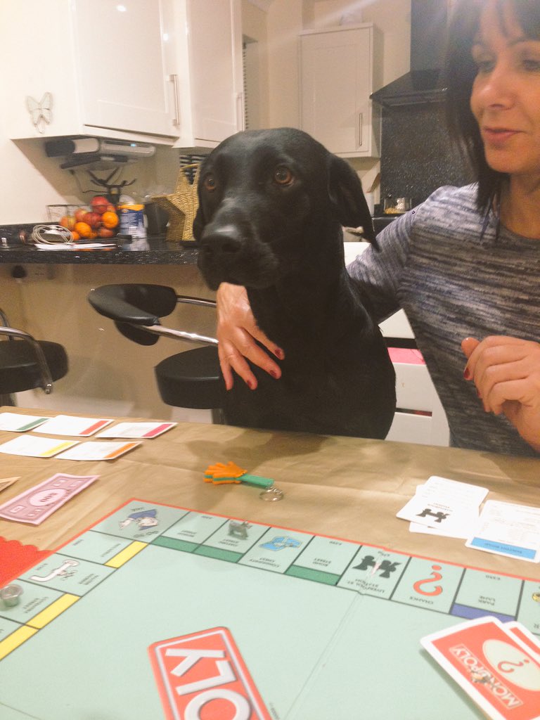 fpwalks's tweet image. An evening of monopoly for Myla 🙈❤️ #labrador #monopoly
