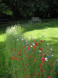 seed_ball's tweet photo. Cut out a strip of grass - 5cm wide and pop in seed balls :-) https://t.co/zYU1Z0Olza https://t.co/6Vg7cIPsCO