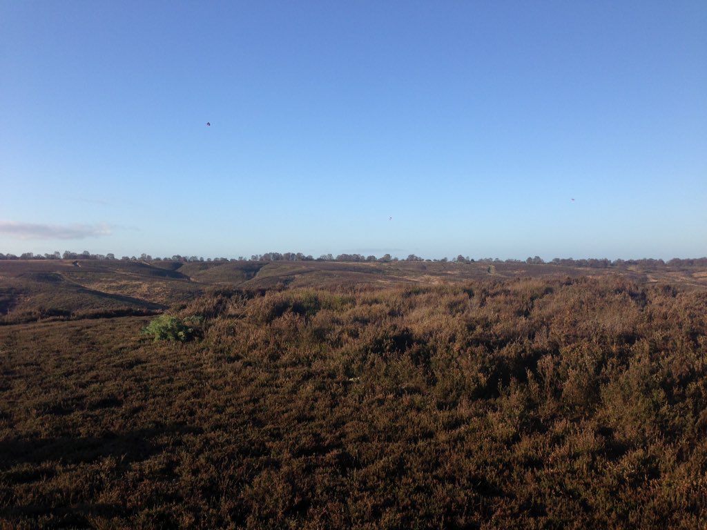 fpwalks's tweet image. Lovely morning walkies 🐶❤️