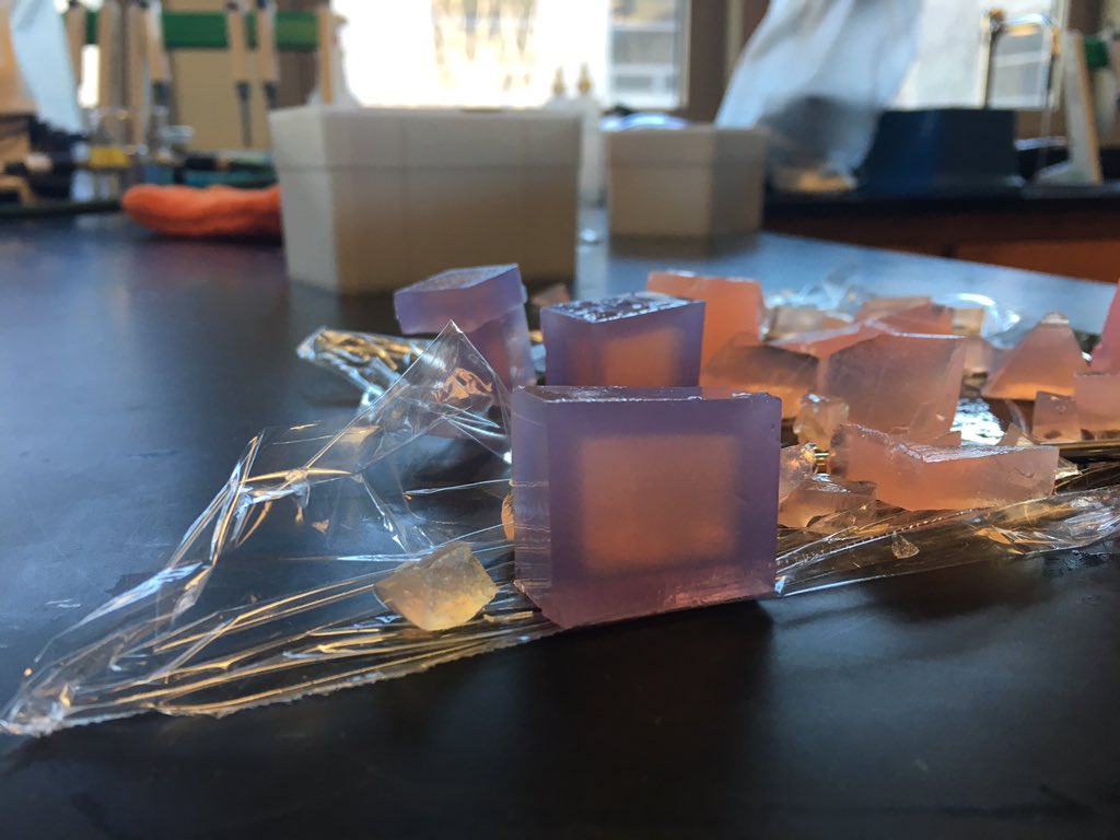 NTHSBiotech's tweet image. Fun with agar cubes, pH indicator and diffusion. #itsnotcandy