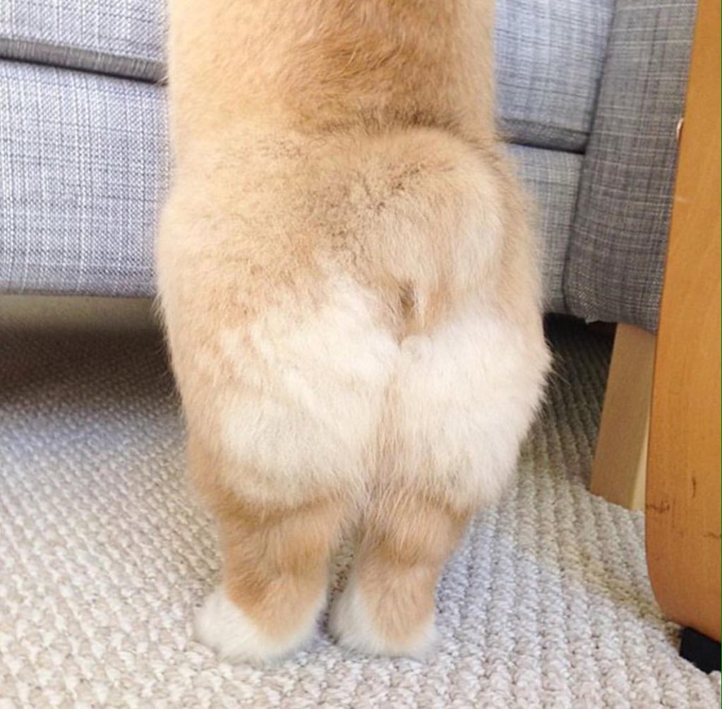 MandyRUpdates's tweet photo. Mandy updated her Twitter! "what that booty do" - Mandy @realmandyrain https://t.co/eHse1yhi6F