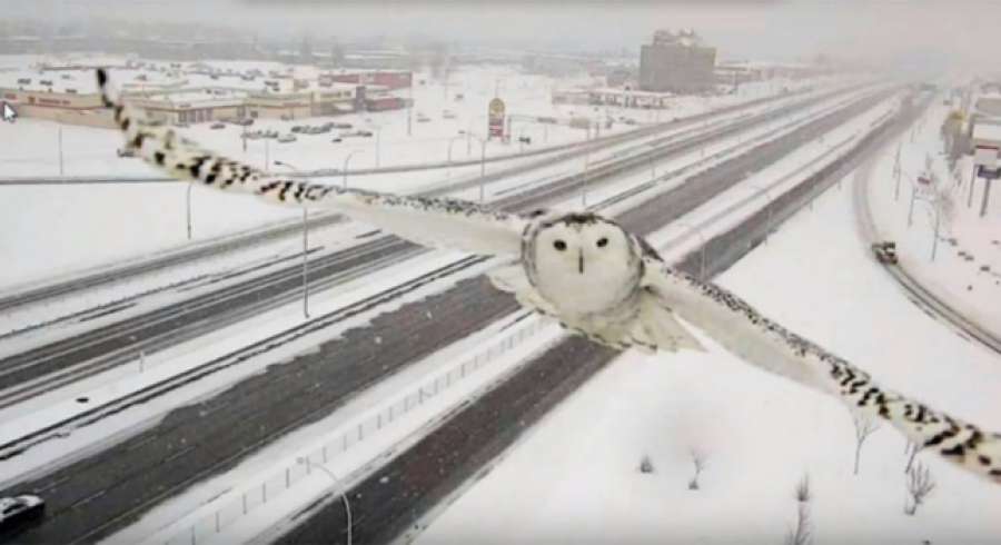 A3Noticias's tweet photo. Un búho se convierte en una estrella de la red gracias a una cámara de tráfico en Canadá https://t.co/nnSGh8zGRY https://t.co/6GYUIxKqnH