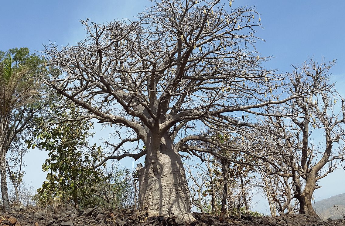 Toganim's tweet photo. Incredible giant baobab tree in north Togo #baobab #westafrica #togo https://t.co/7xsFoW0K8J