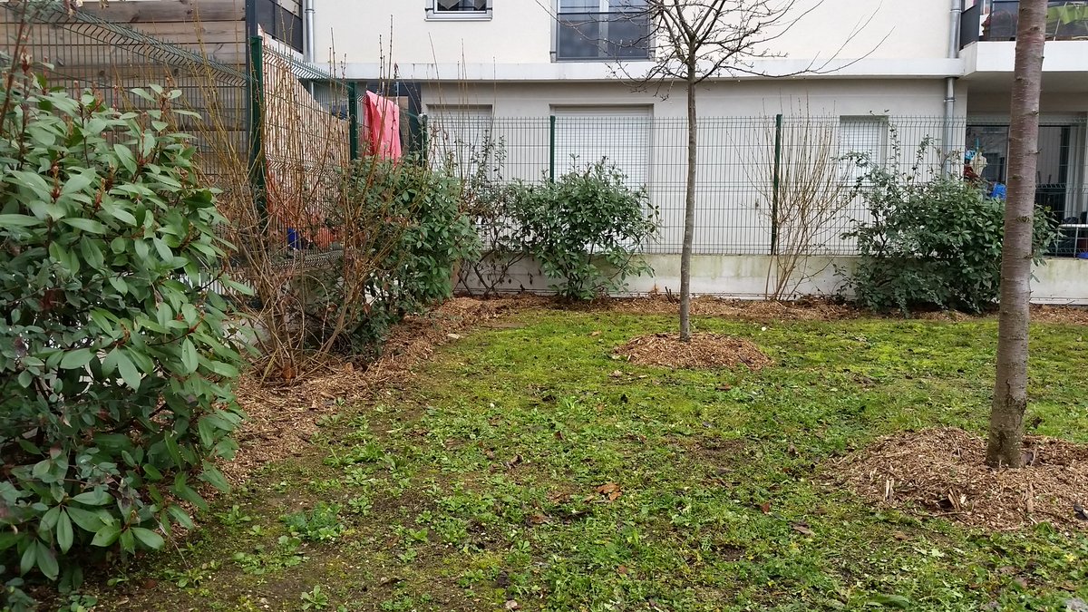 Pi_Guill's tweet photo. #piverger taille des forsythia au fond du jardin et paillage https://t.co/ruJSyAILSm