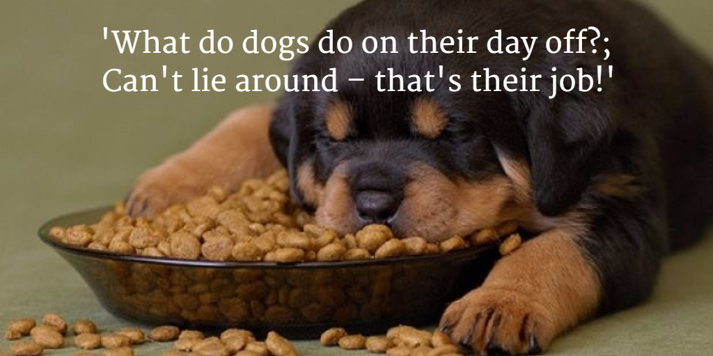 #CanineCareWithMarcTheVet
buff.ly/1OgGSs3