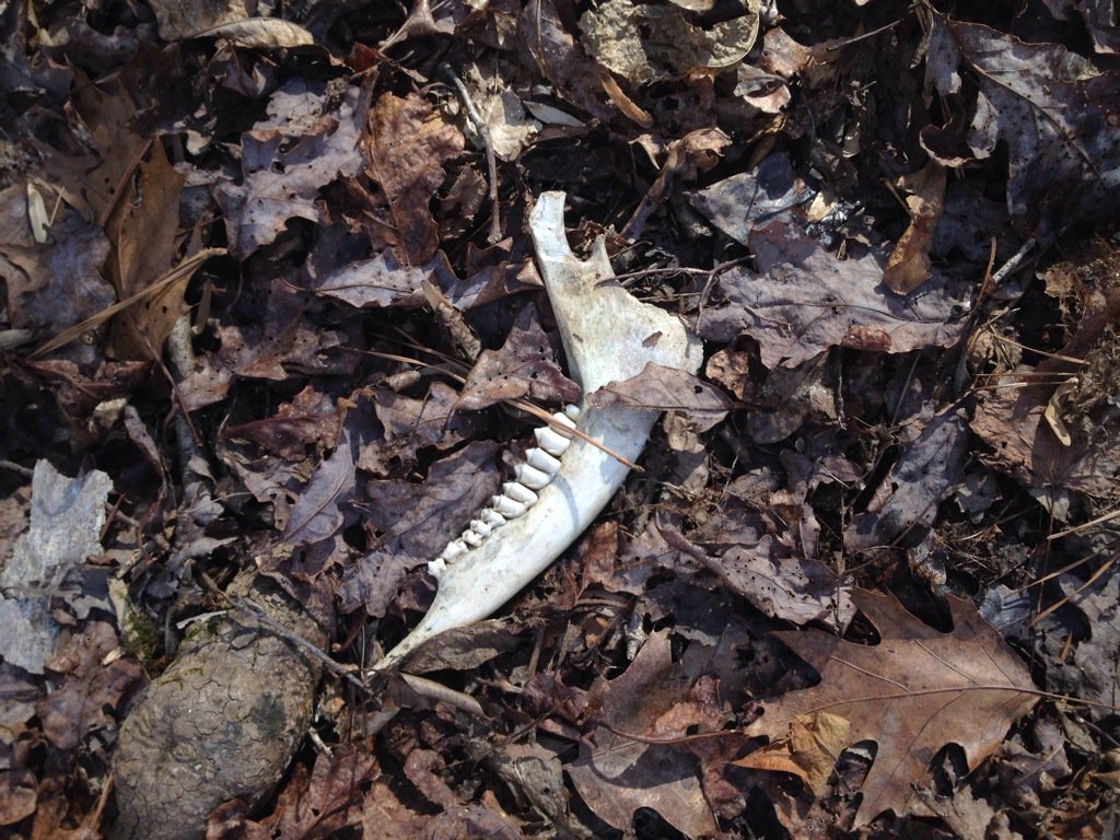 MrsSciMiller's tweet photo. A deer's version of shoe impression AND bones as evidence
#haventforgottenyouall #asacanhiketoo https://t.co/CHWI1IbuoR