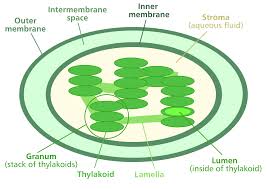 KanyeplastTrump's tweet photo. Fun Fact: Algae contain simple cells. Therefore, this organism only has 1-2 chloroplasts. #cellection2016E https://t.co/1E6grdAjPK