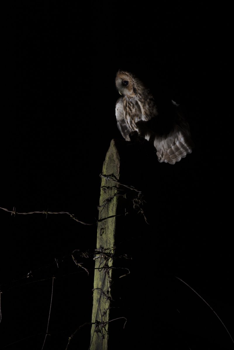 Come and get creative with your photography at our Tawny Owl hide. Flashes available to hire.