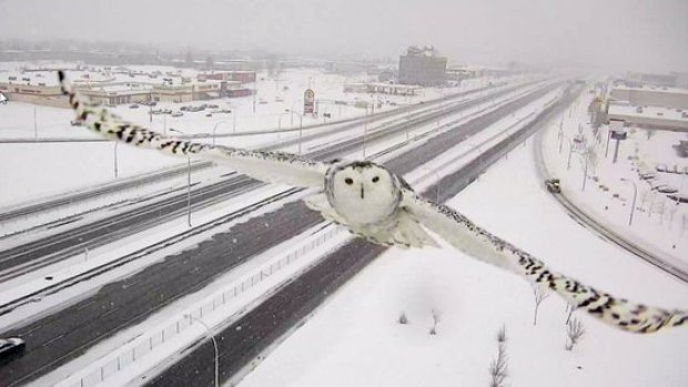 AuCanada's tweet photo. Un harfang des neiges vole la vedette sur une caméra de circulation à Montréal @MTL_Ville (photo: @Qc511_Mtl) https://t.co/LJBTr0d8kv