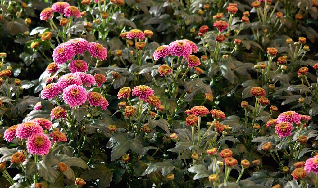 ChrisBFH's tweet photo. Mooi einde van de week, bezoek aan @Monnikenwaard @QualityFlowerGr bloemen staan er prachtig bij in de kwekerij https://t.co/Blc7q370ME