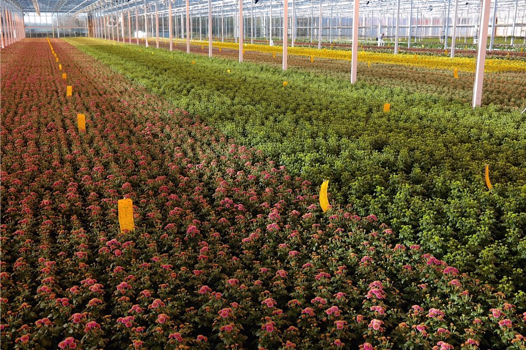 ChrisBFH's tweet photo. Mooi einde van de week, bezoek aan @Monnikenwaard @QualityFlowerGr bloemen staan er prachtig bij in de kwekerij https://t.co/Blc7q370ME