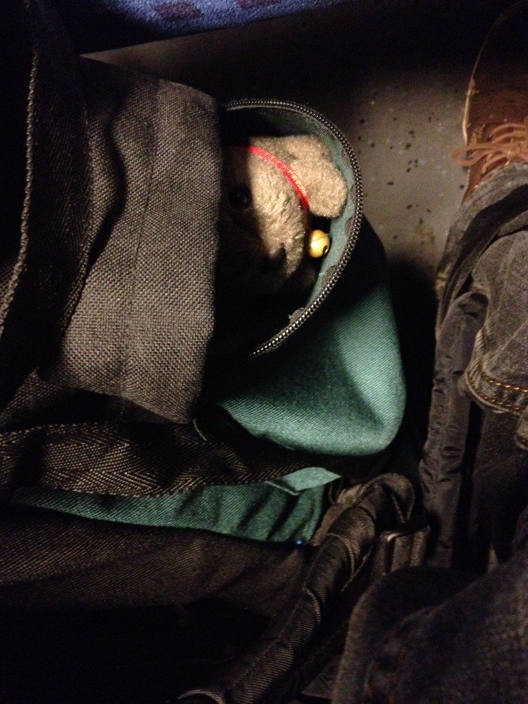 WombatFriends's tweet photo. Heinrich’s preferred way of travel https://t.co/iNjMlS4ehA